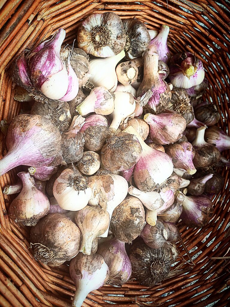 A basket full of garlic heads