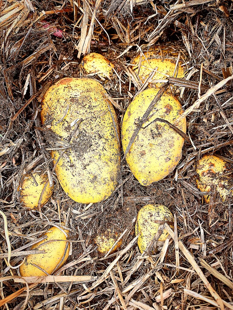 Potatoes grown in straw