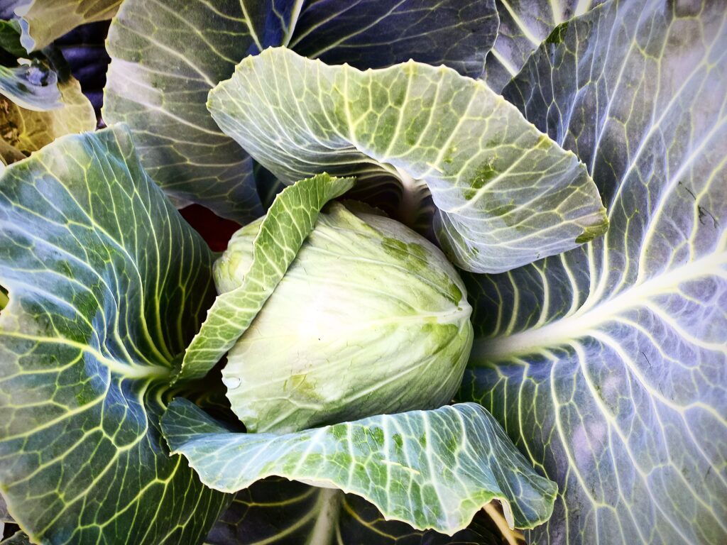Green Cabbage head