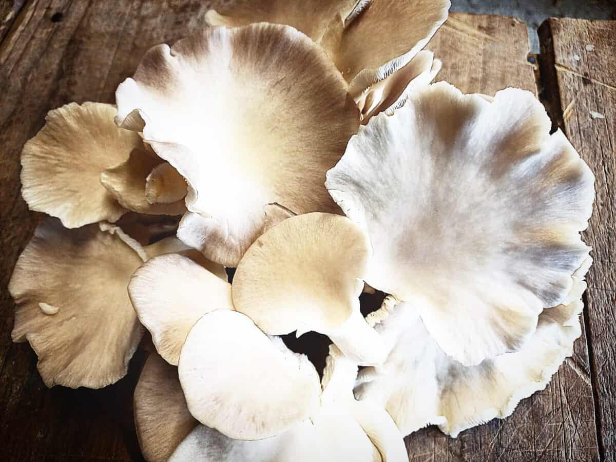 freshly picked oyster mushrooms on a wooden bench top