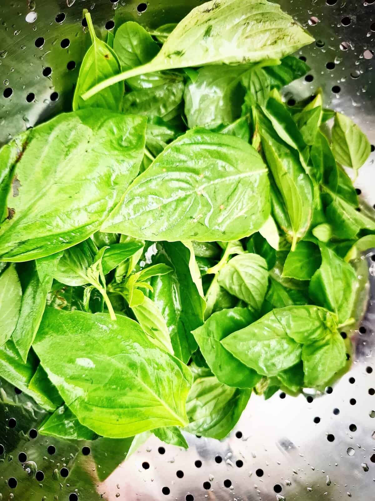 Washed basil leaves in a stainless steel colander