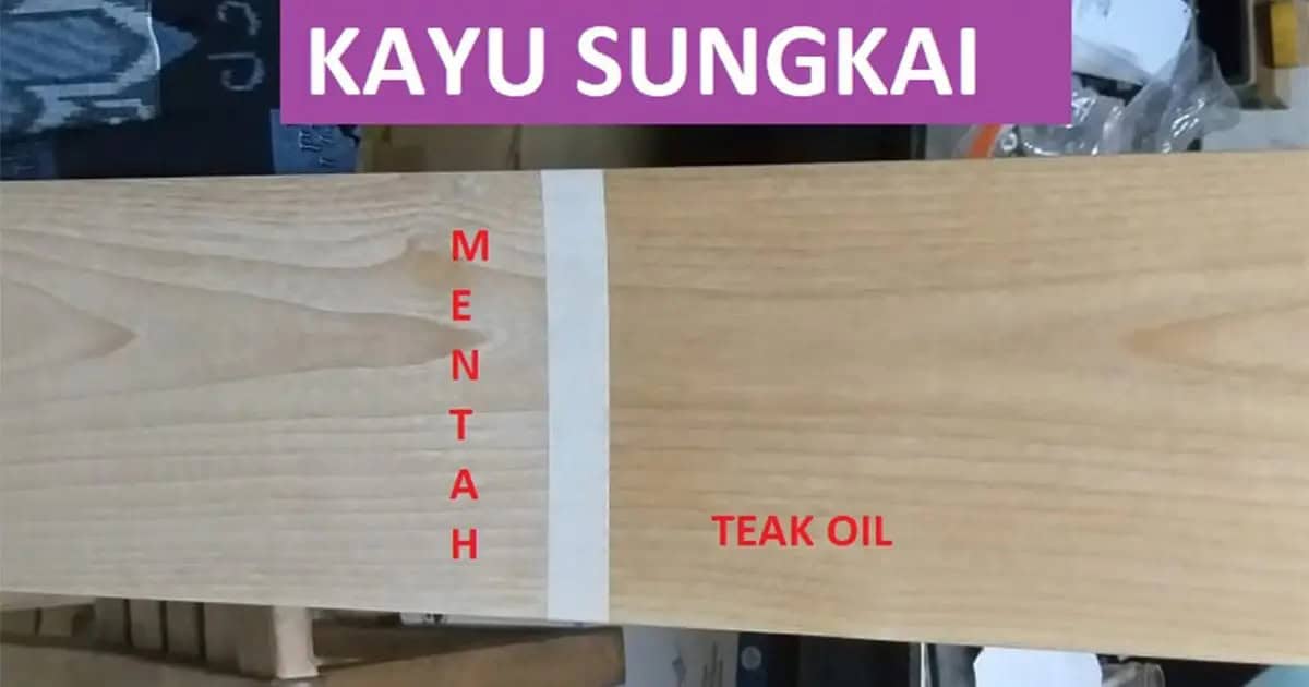 kayu sungkai