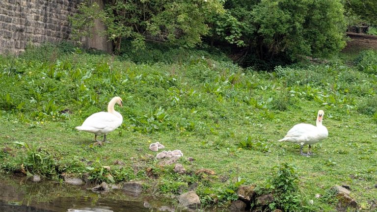 Swans and Signets