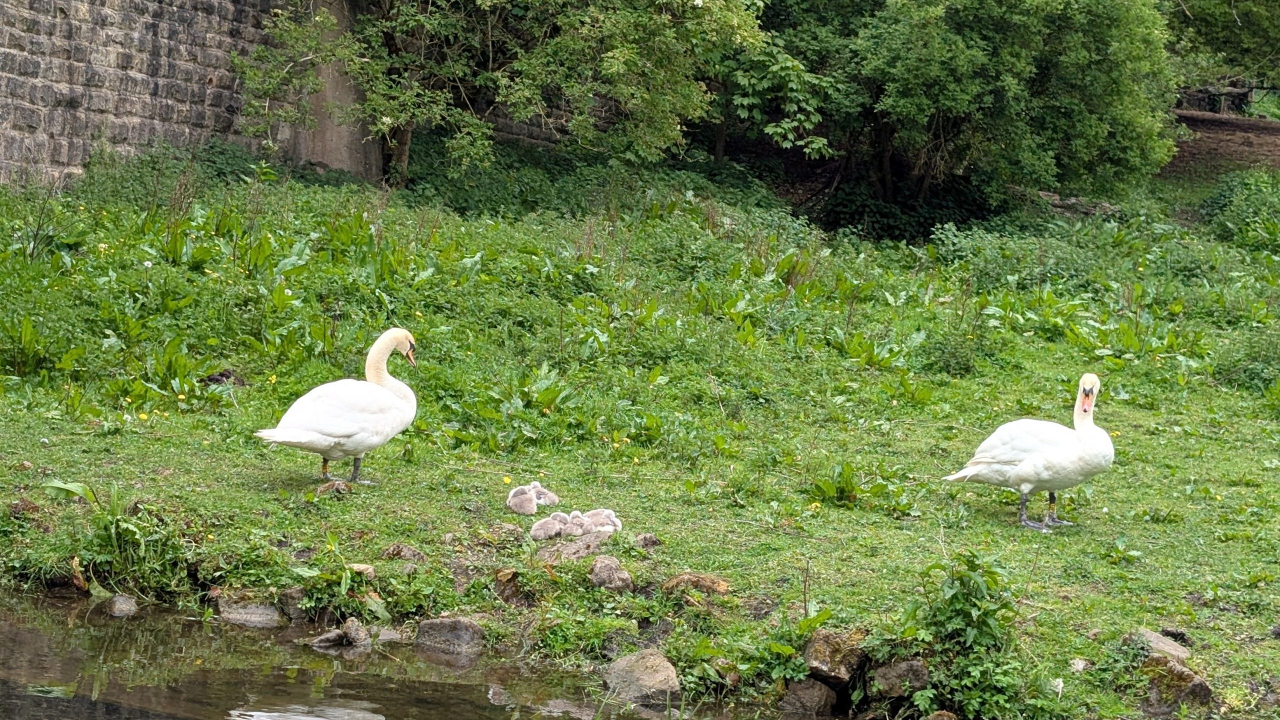 Swans and Signets