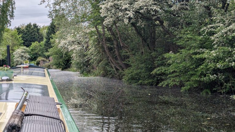 Blossom on the Canal