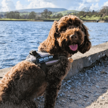 Happy dog on a narrowboat canal walk in the UK.