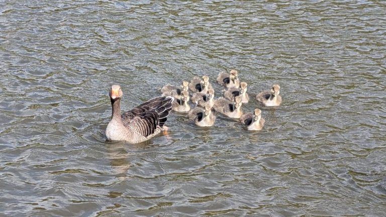 Geese and Goslings