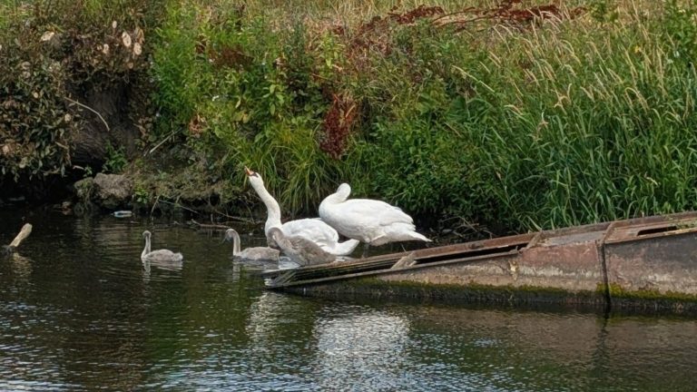 Swans and cygnets swimming near a riverbank with lush greenery.