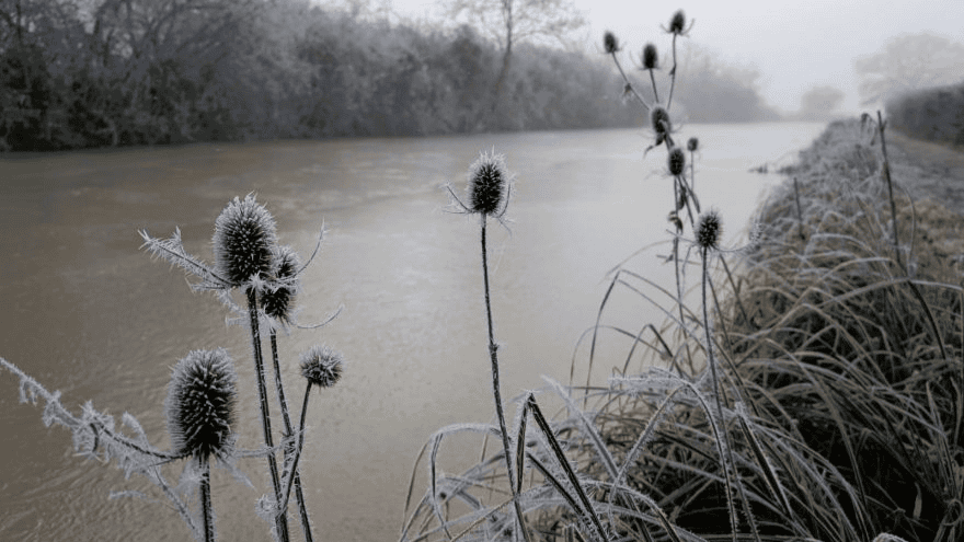 Frosty plants by a calm river on a cold winter day in the UK.