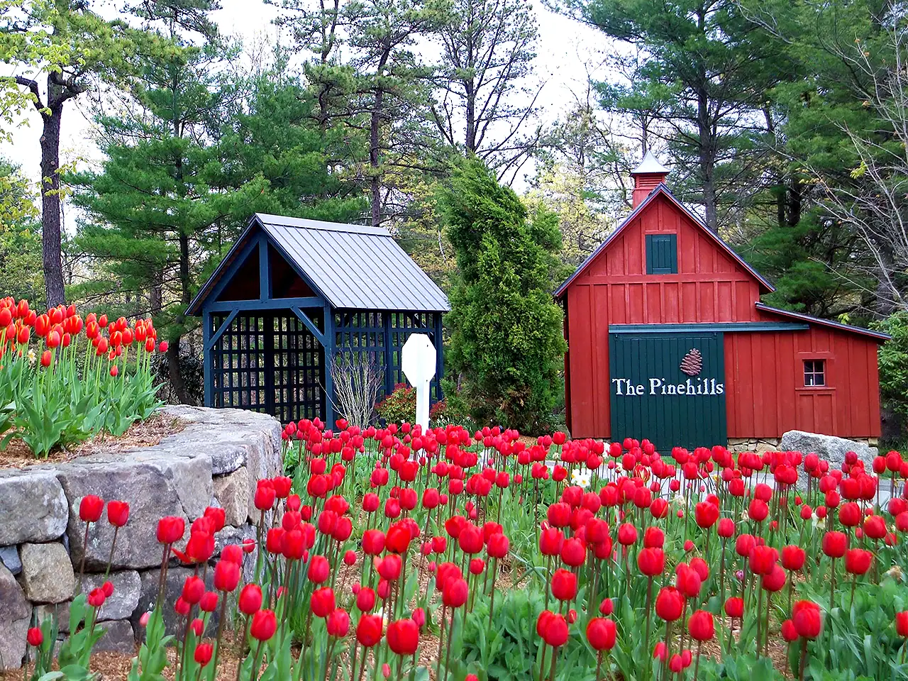 Red tulips in front of a red barn and a blue shed at The Pinchills in a wooded area.