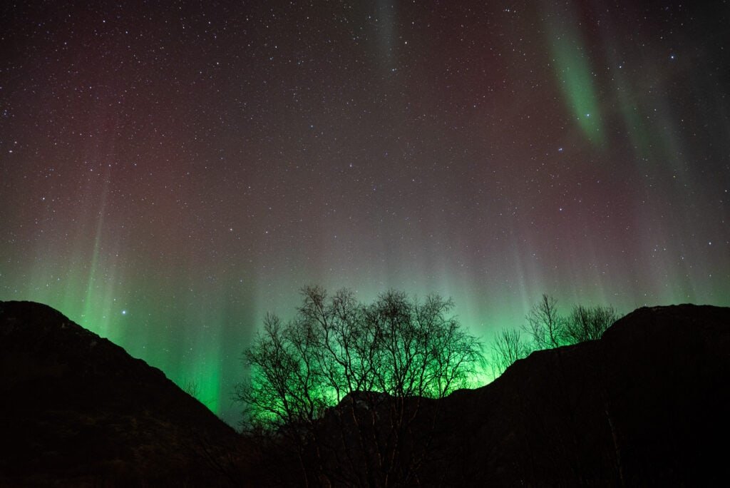 Northern Lights with trees and pink sky - Tromso