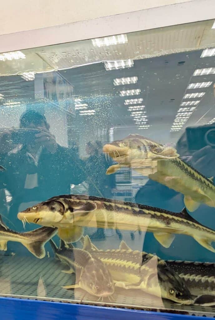 fish in sheriff supermarket transnistria