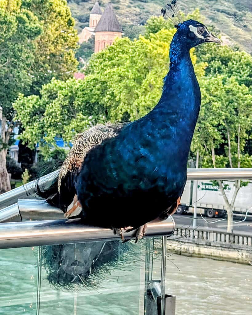 Peacock on Bridge of Peace Tbilisi