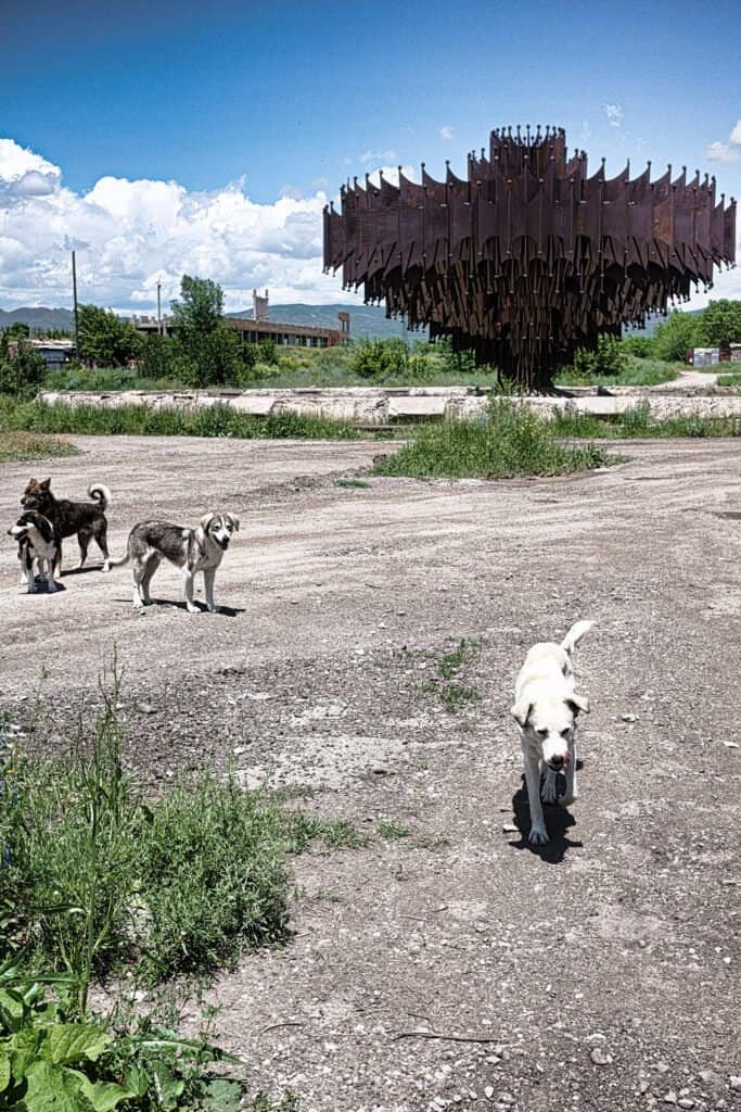 dogs welcome party at the Iron Fountain, Gyumri