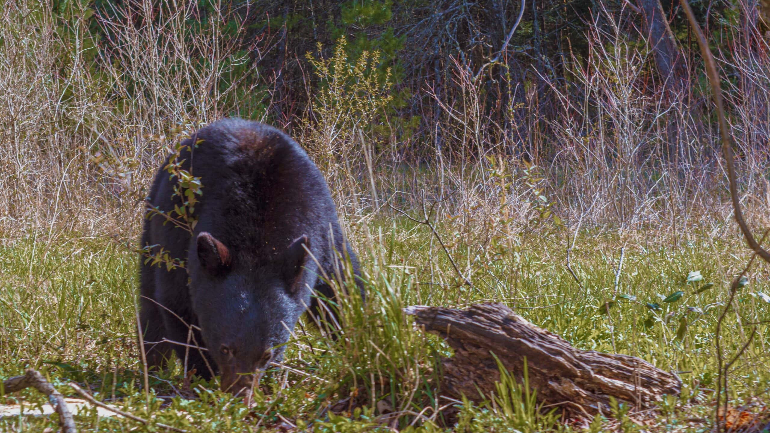 Sharing the Shadows: How Moving Fast Changes Your Risk Profile in Bear Country