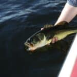 a bass fish in the water