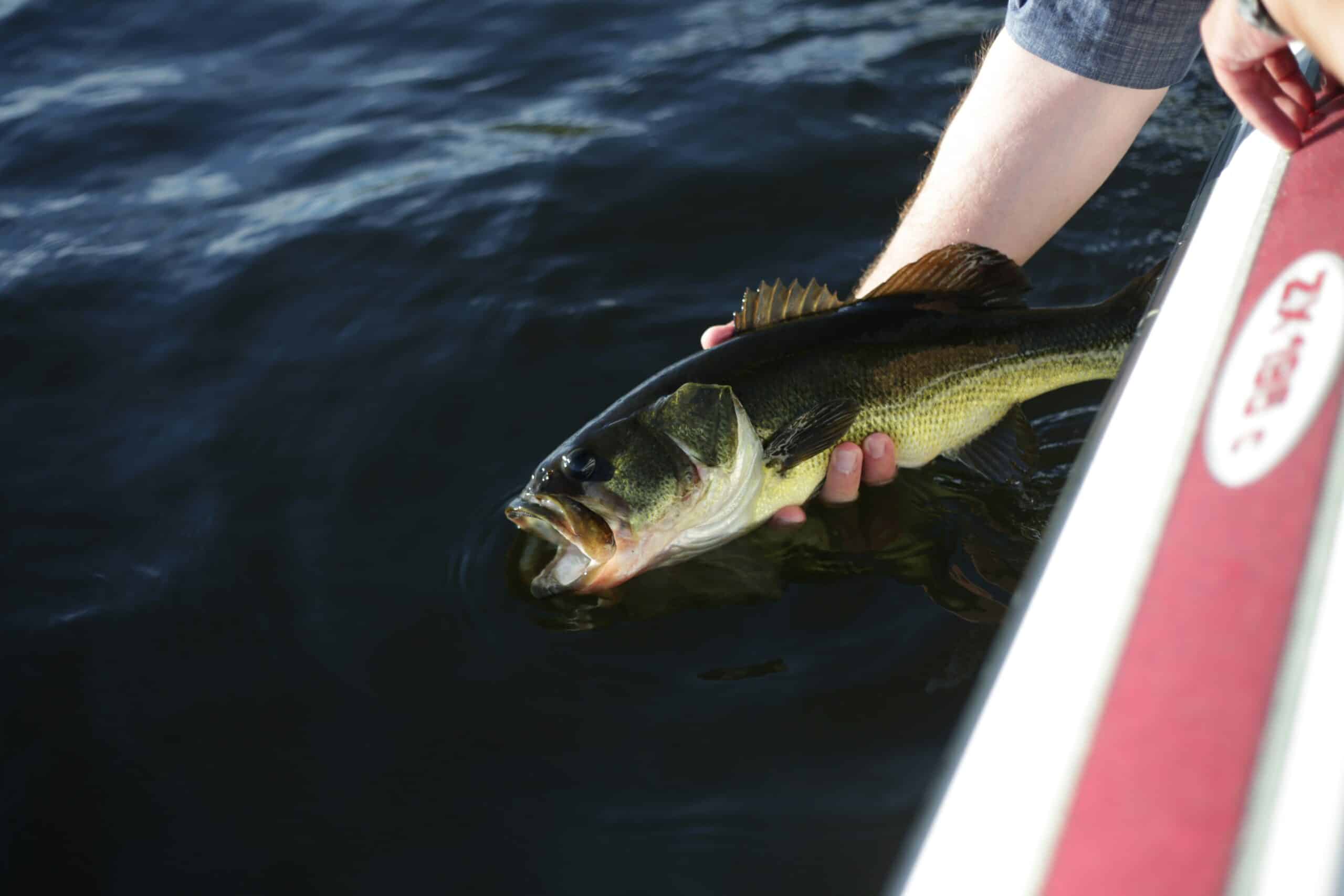 Best Crankbaits for Bass in 2026: Match the Dive to the Depth