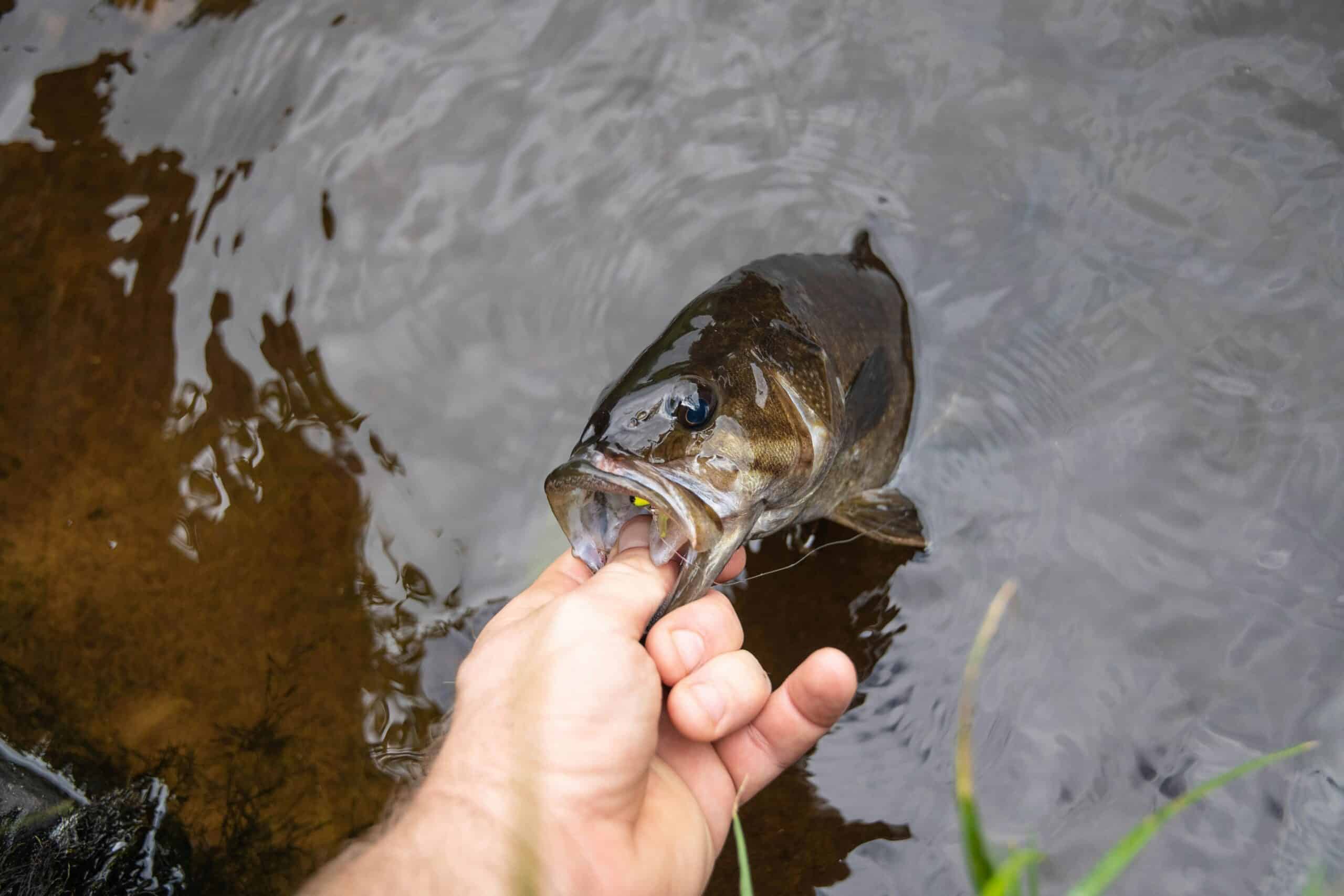 How to Catch Bass: A Beginner’s Guide