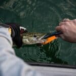 a fisherman removing lure from fish
