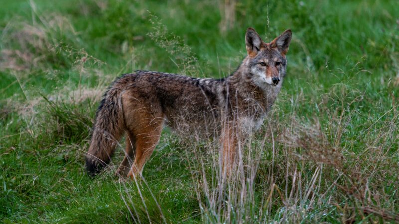 Are Coyotes Dangerous to Hikers: Baseline Risk, Hazing, and Why Dogs Change It