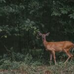 a deer in the woods