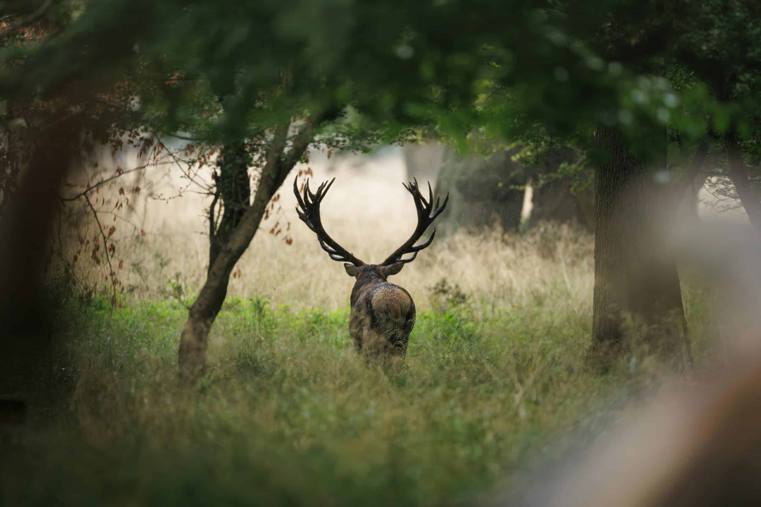 How to Field Dress a Deer: Clean Cuts, Fast Cooling, and Better Venison