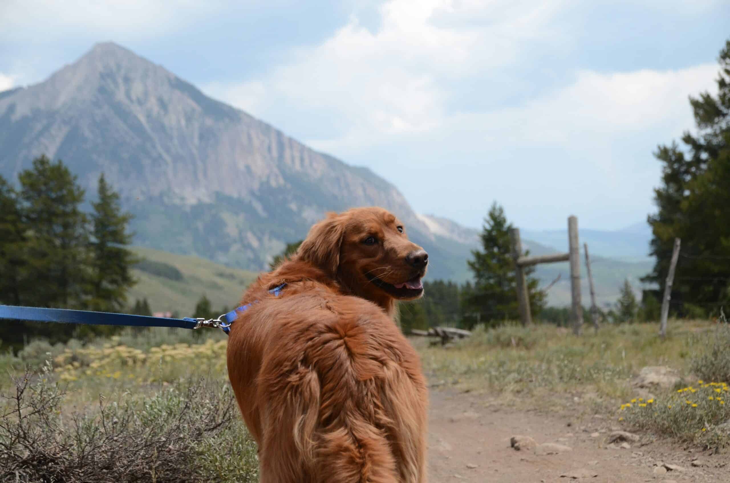 How to Hike With a Dog: Distance, Heat, Paws and Trail Manners