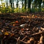 leaves and trees with privacy in the woods
