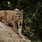 a mountain lion on a rock