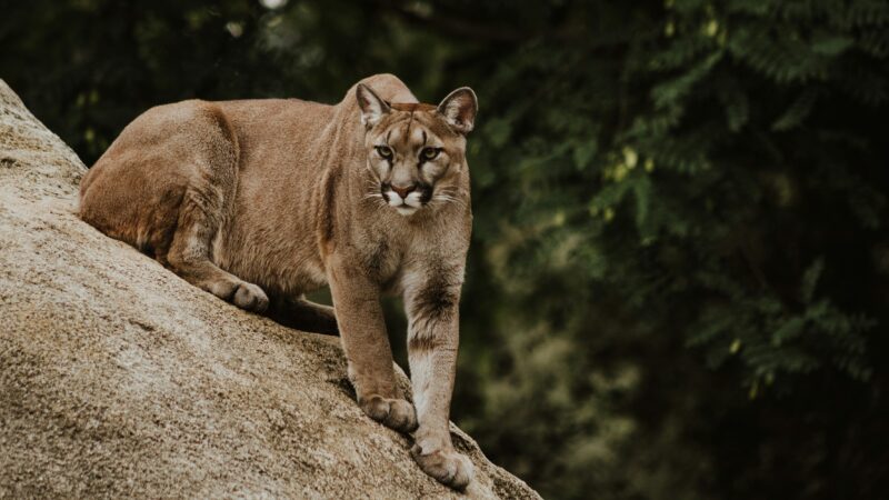 What Do You Do if You See a Mountain Lion: Looking Bigger, Holding Your Ground, and Never Running
