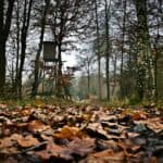 outdoor woods leaves fallen in fall