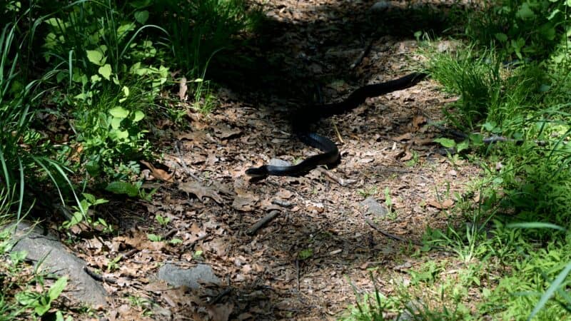 What Do You Do if You See a Snake on the Trail: Stopping, Giving Room, and Bite Response