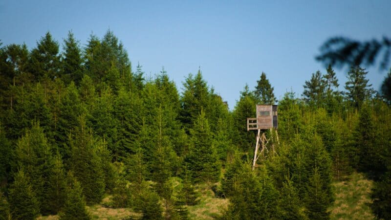 How High Should a Tree Stand Be: The Range That Works and Why