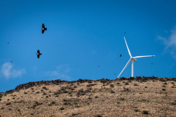 DE AAR, EMTHANJENI - 27 August 2021 - Wind turbine farm near De Aar.Photo: Bram Lammers