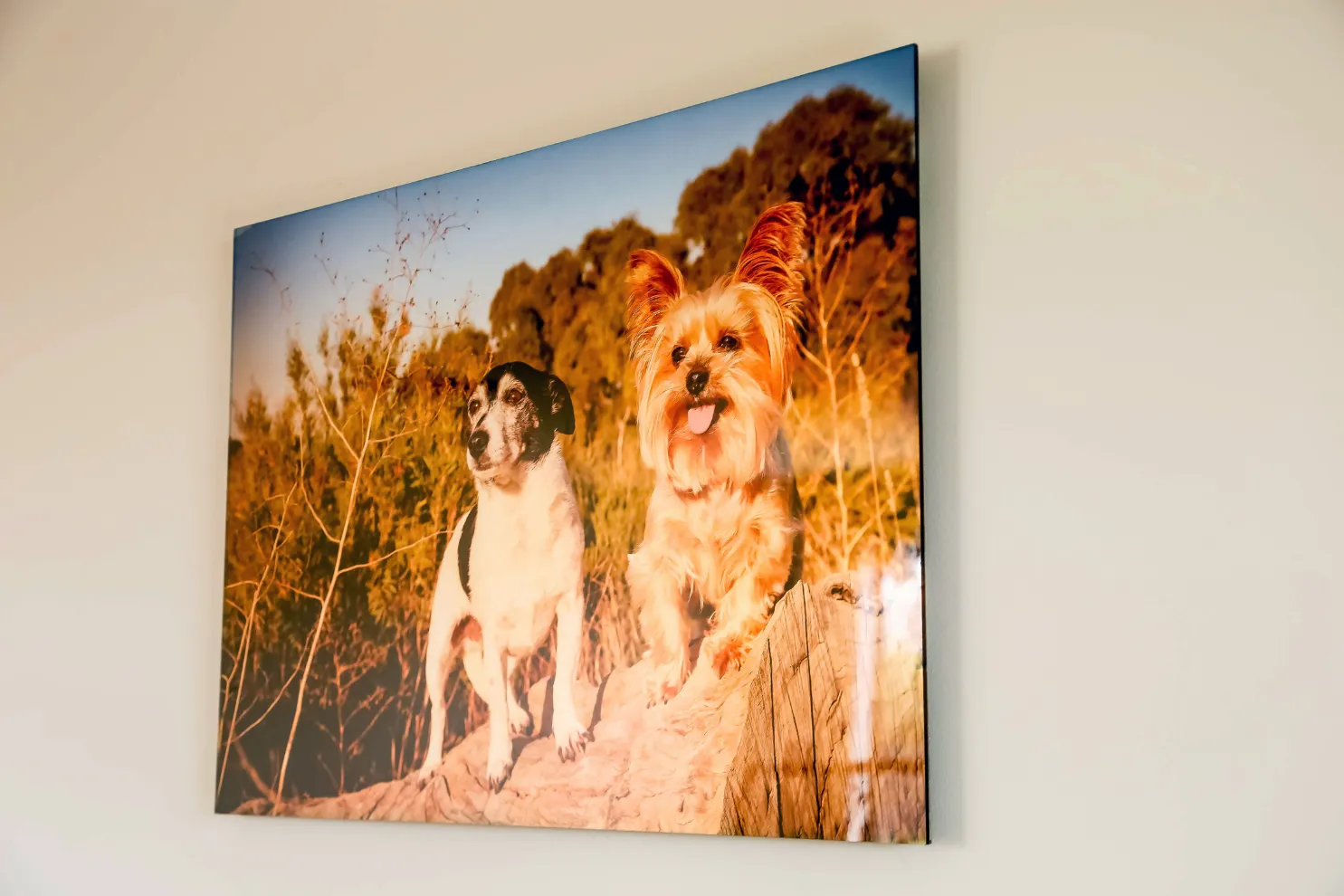 The frame holds a picture of two dogs.