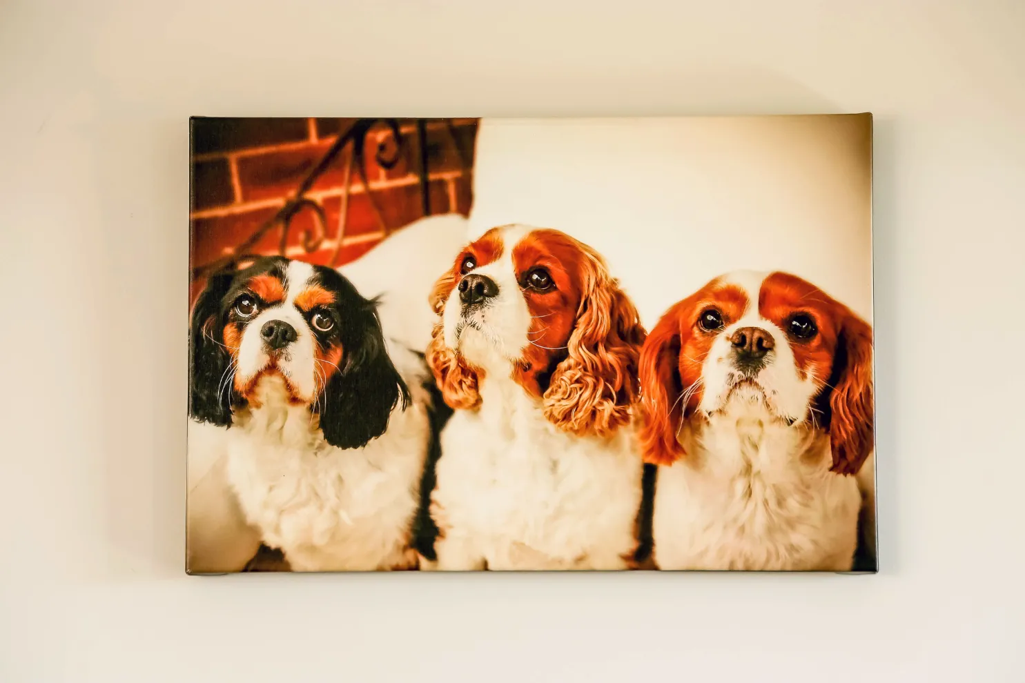 The dogs are looking at the camera.