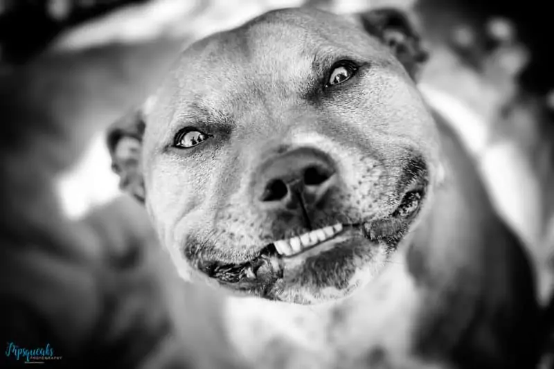 A black and white Pipsque dog is sticking its snout out curiously.