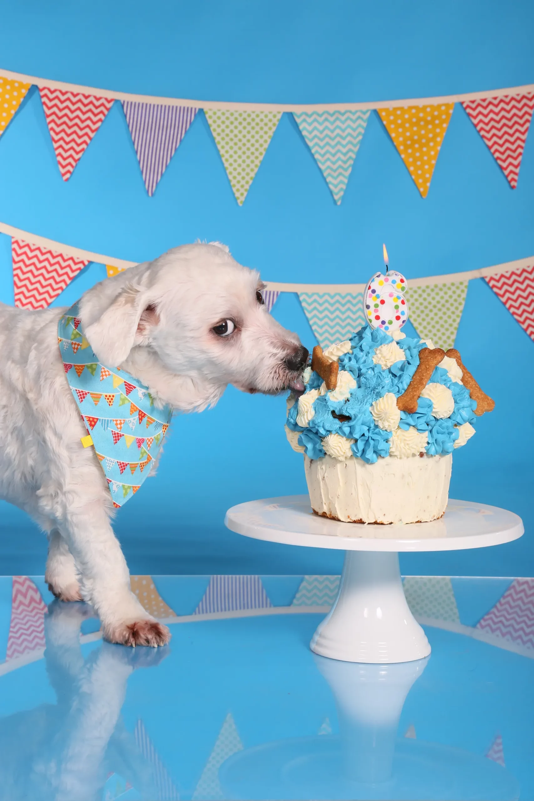Dog eating cake in a Cake Smash session