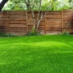 A view of a well-maintained backyard featuring a vibrant, lush green lawn in the foreground. In the background, a tall horizontal wooden slat fence provides privacy, with several thin trees and green foliage growing just in front of it. The scene is brightly lit, suggesting a sunny day.