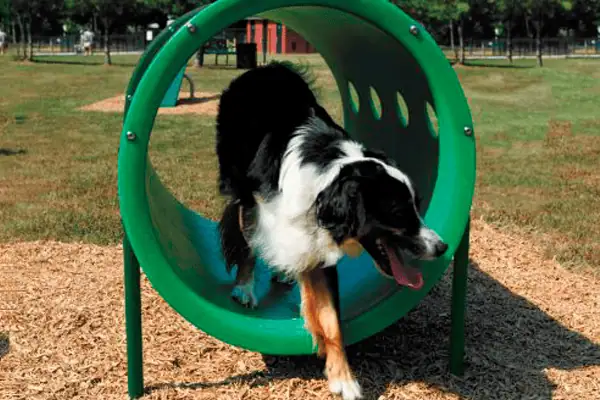 A medium shot shows a black and white Border Collie playfully running through a bright green agility tunnel at an outdoor dog park. The dog has its tongue out and is looking forward as it exits the tunnel onto a bed of light brown wood mulch. The tunnel is elevated slightly off the ground by thin green metal legs and features small circular cutouts along its side. In the background, a grassy field and several distant trees are visible under bright, natural daylight.