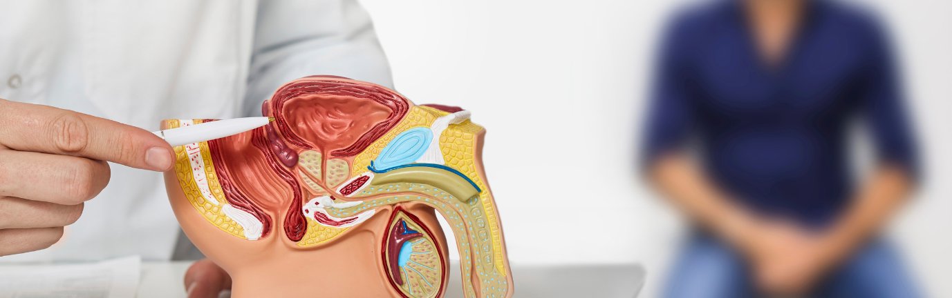 Visita andrologica con modello anatomico dell’apparato genitale maschile