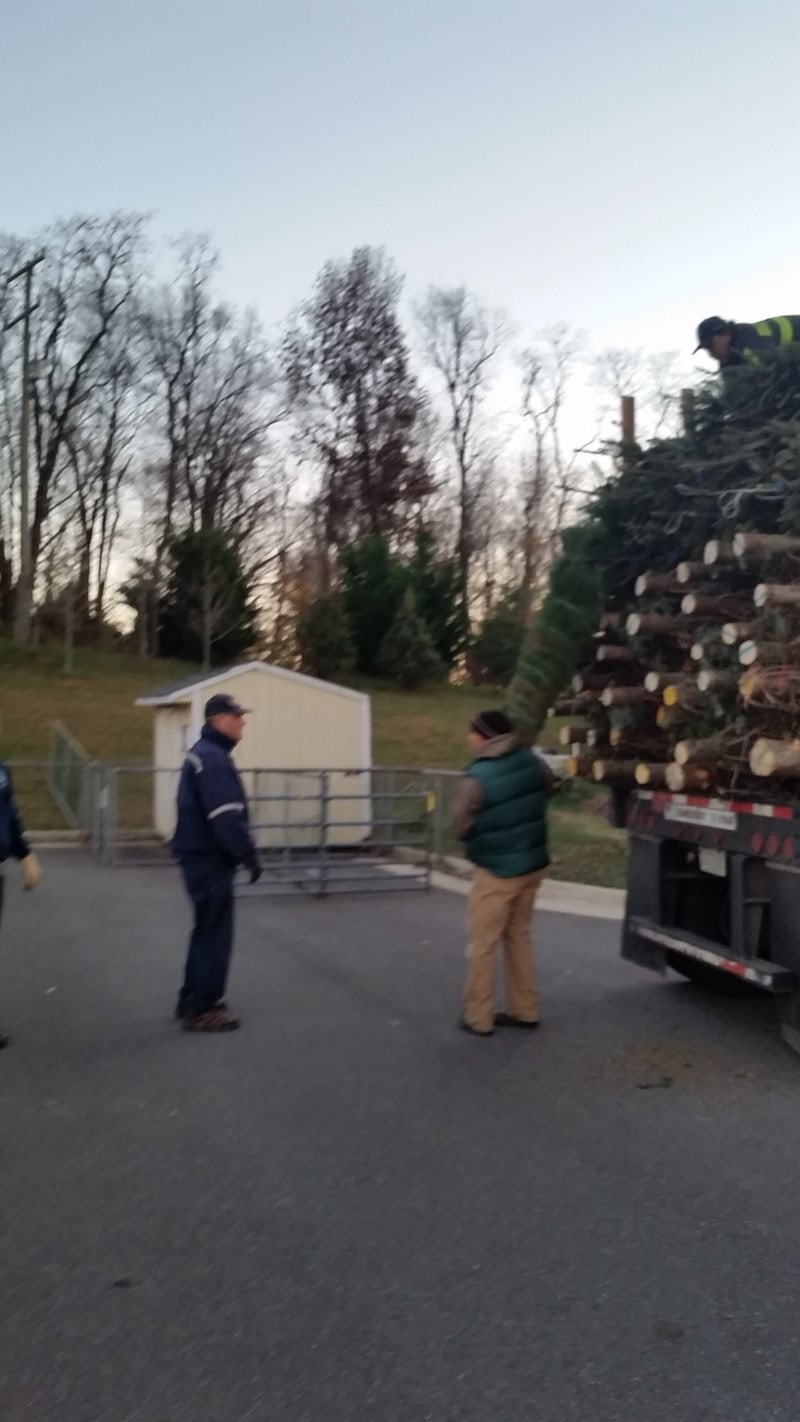 Our Christmas trees are here and ready for sale!
