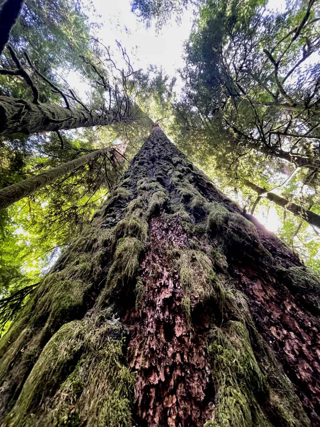 Tall moss-covered trees in a lush coastal forest in Tofino, BC.