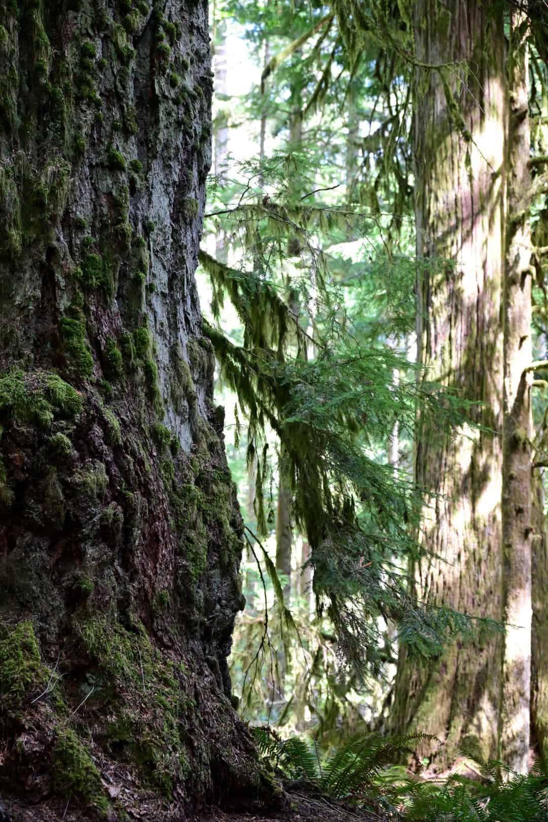 Tall trees in a lush, green forest with sunlight filtering through the canopy.
