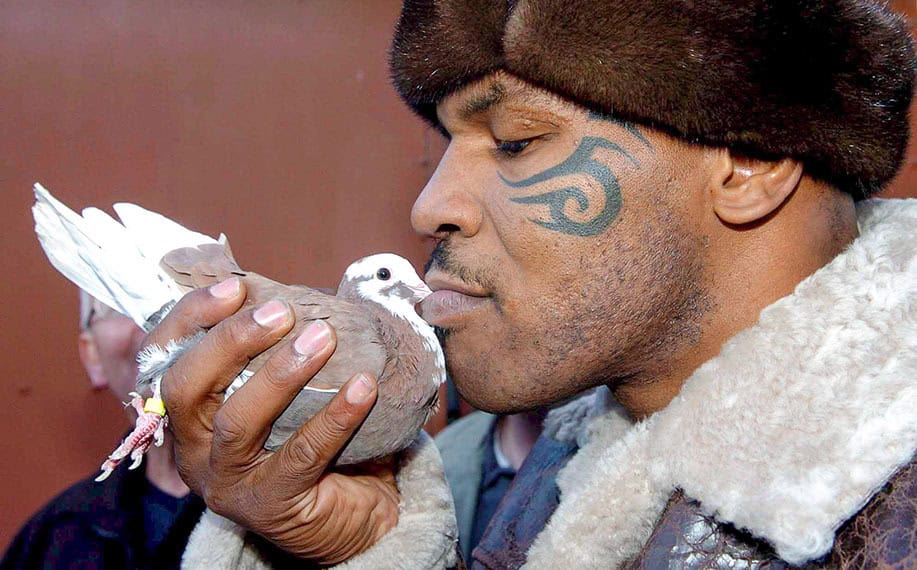 Mike Tyson kirjekyyhkynsä kanssa.