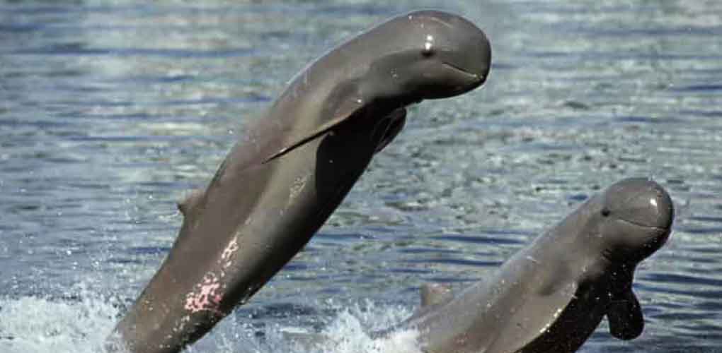 dolphin cambodia