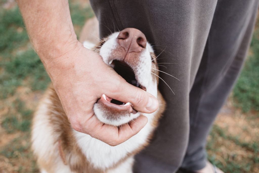 bitten-by-a-dog
