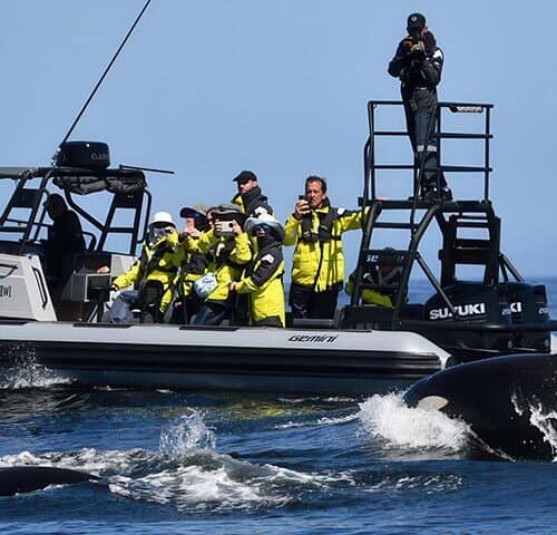 Behind the Build: A Special Awesome Gemini Marine Project Gemini WR880 whale watcher