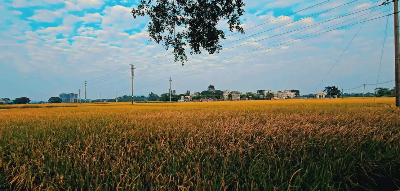 A quiet rural field in Kaiping, Guangdong, captured during sunrise. Part of the Roots of China documentary about overseas Chinese ancestral villages.