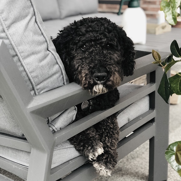 The Rose & Co. Dog